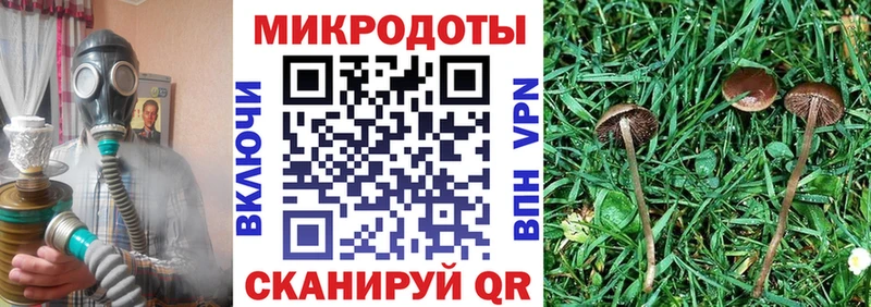 Галлюциногенные грибы Psilocybine cubensis дарнет шоп мориарти как зайти Гороховец
